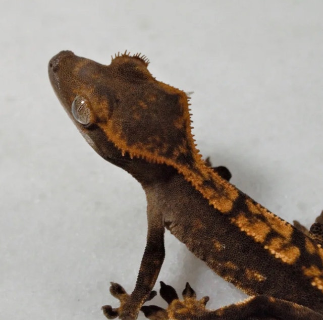 Crested gecko with terrarium and supplies Reptiles & Amphibians for