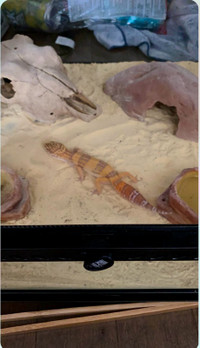 Gecko  & Terrarium