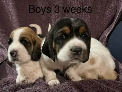 Bassett Hound Puppies, View more