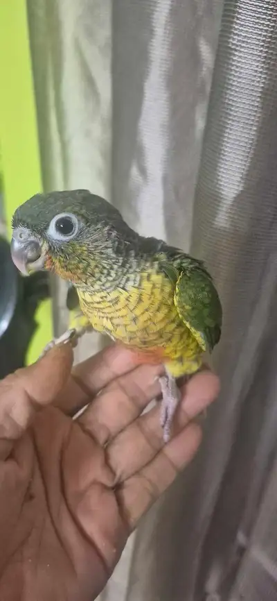 7 weeks baby male conure, View more