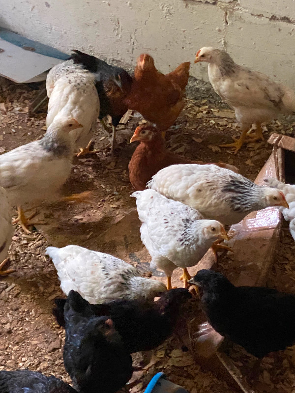 CHICKENS in Livestock in City of Toronto