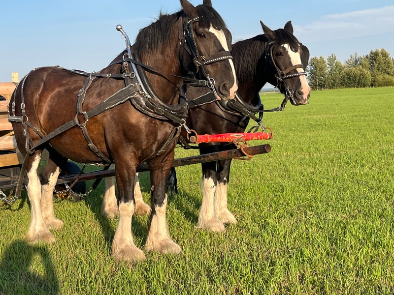 Clydesdale Team For Sale Horses & Ponies for Rehoming Lloydminster