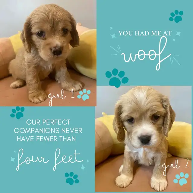 Purebred American Cocker Spaniel Puppies in Dogs & Puppies for Rehoming in Oshawa / Durham Region - Image 9