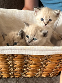 Chatons munchkin pattes longues