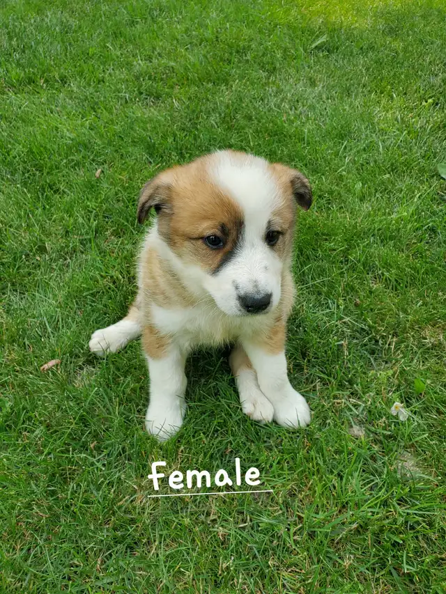 Golden Retriever Border collie puppies in Dogs & Puppies for Rehoming in City of Toronto - Image 3