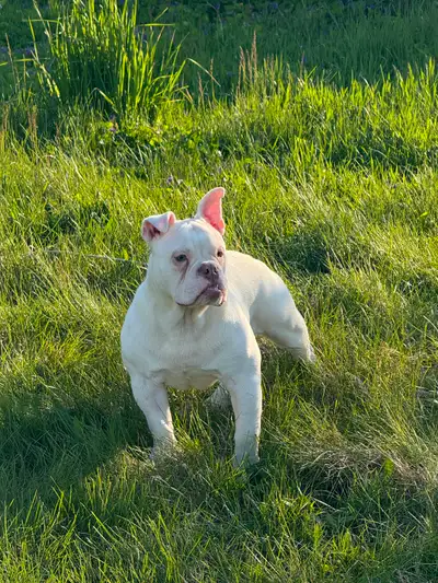 Male bulldog, View more