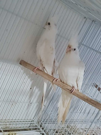 Breeding pairs and single Cockatiels (not tame)