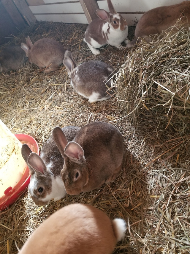 New Zealand Rabbits in Other Pets for Rehoming in Edmonton