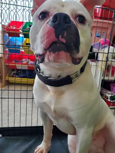 Sweet, American bulldog, boy needs his furever home!!, View more