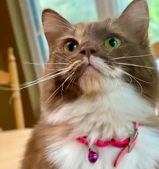 Ragdoll in Cats & Kittens for Rehoming in City of Montréal - Image 9