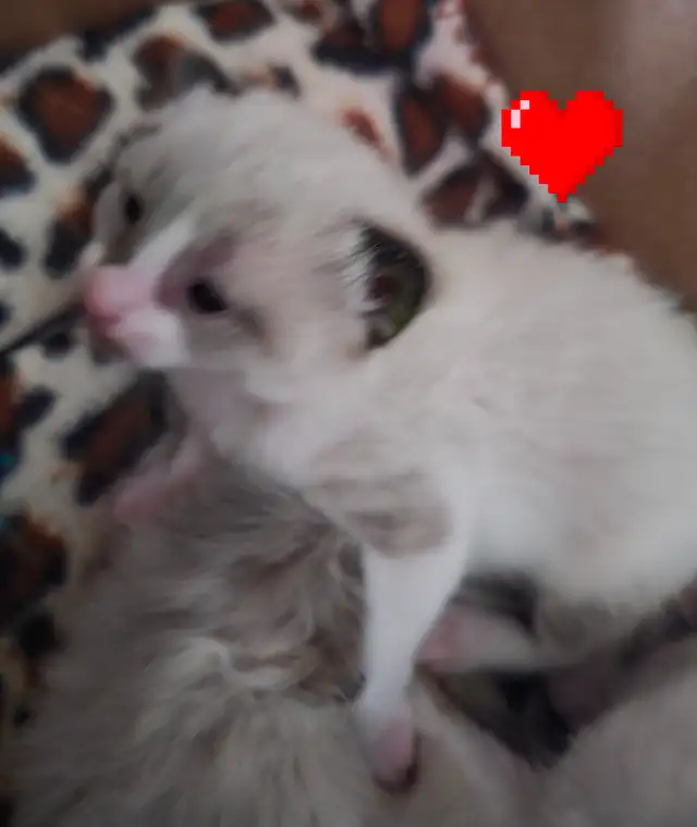 RAGDOLL KITTEN