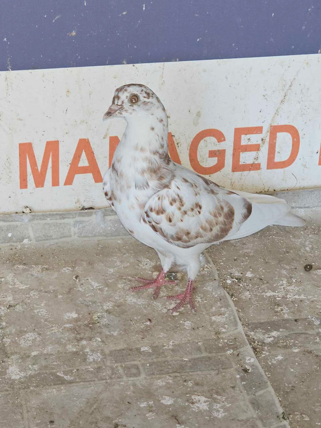 random piegons  in Birds for Rehoming in Calgary