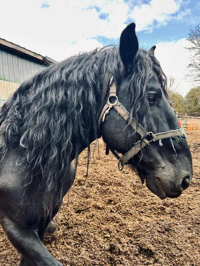 Reg Percheron Stallion dans Chevaux et poneys à adopter  à Région d’Oshawa/Durham - Image 2
