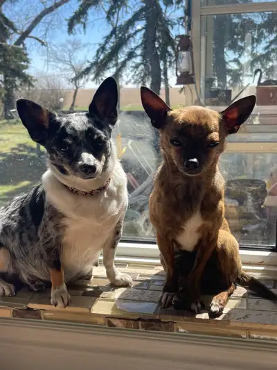 Chihuahua Puppies, View more