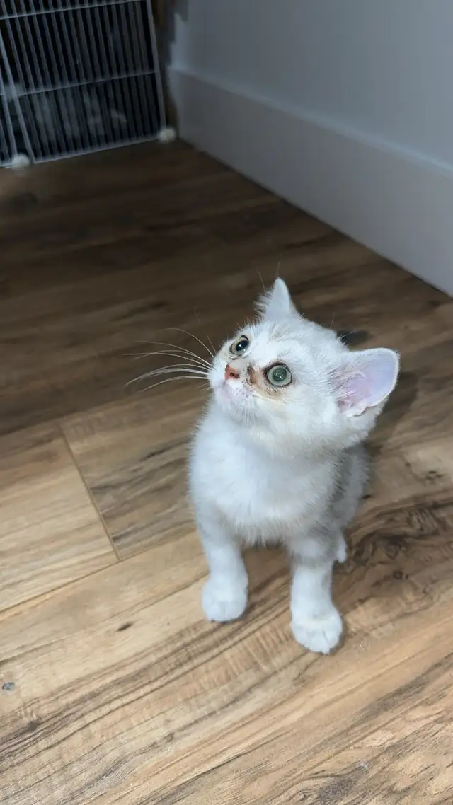 Purebred British shorthair kitten