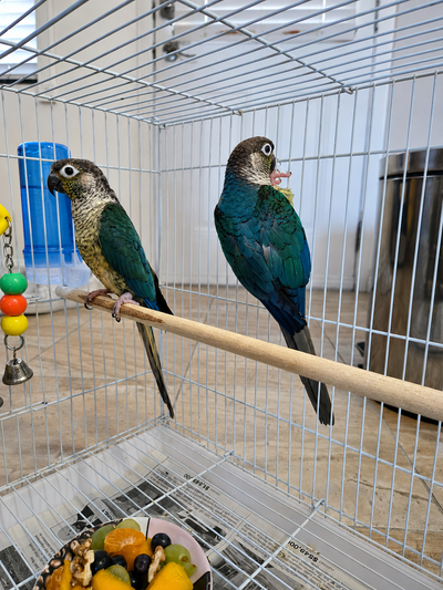 Breeding Pair of Conures Proven, unrelated pair Price: $700 / pair (price of one baby) Phone: 236-51...