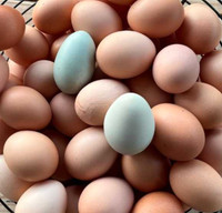 Farm Fresh Free range eggs