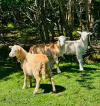 Purebred Katahdin sheep/ lambs