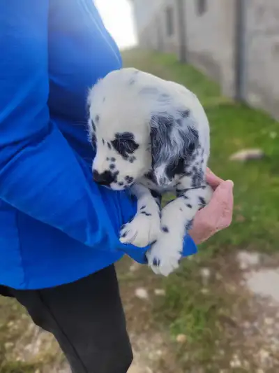 UNIQUE LONG HAIR DALMATIAN , View more
