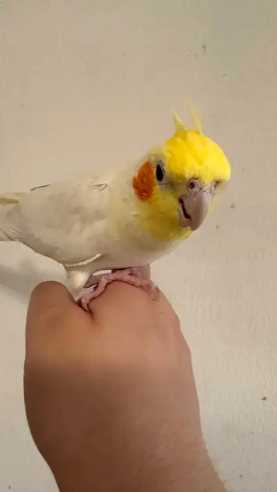 Bonded pair Lutino Cockatiels, View more