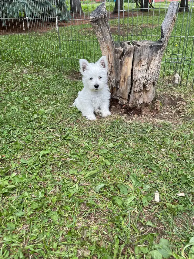 CKC registered West Highland White Terrier Male pups in Dogs & Puppies for Rehoming in Edmonton - Image 7