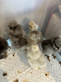 Purebred fluffy Silkie chicks!