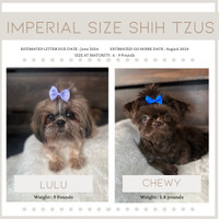 Imperial Shihtzus Coming June 2024!