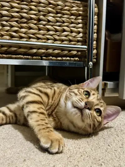 bengal boy , View more