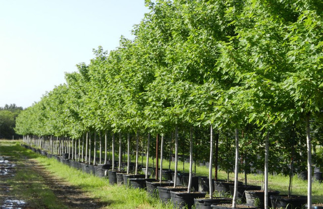 TREES FOR SALE GTA - Get your spring orders in! in Lawn, Tree Maintenance & Eavestrough in Guelph - Image 2