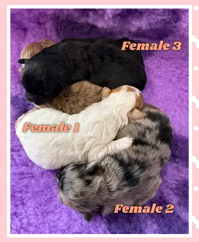 mini Shihpoo puppies❤️❤️❤️, View more
