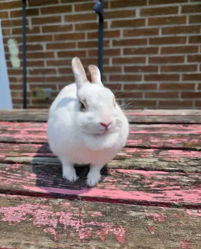 A Netherland dwarf bunny along with cage, bedding, toys and leash needs rehoming.