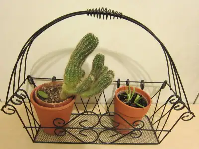 Ornamental metal basket for plants and flowers, cacti and aloe, View more