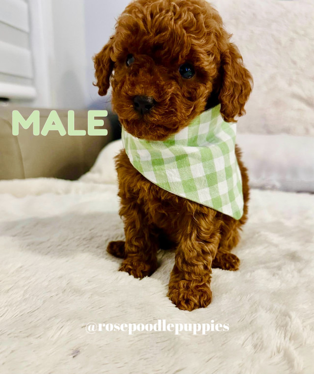 Purebred Toy Poodle Puppies Available in Dogs & Puppies for Rehoming in Oshawa / Durham Region - Image 3