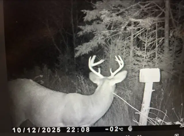 Chasse chevreuil 2025 in Other in Rimouski / Bas-St-Laurent - Image 8