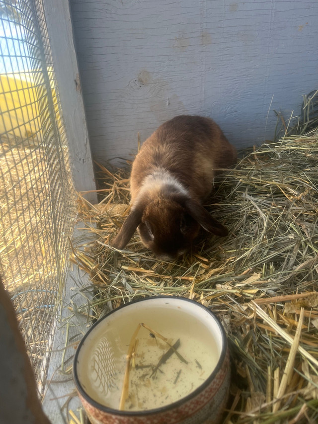  Holland lopped Bunny in Small Animals for Rehoming in Lethbridge - Image 2