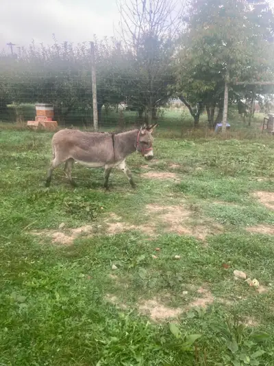 Female miniture  donkey, View more