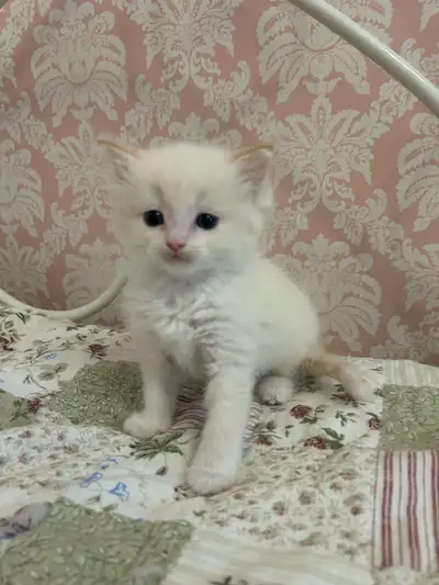 Ragdoll Kittens, Ready for their new homes!, View more