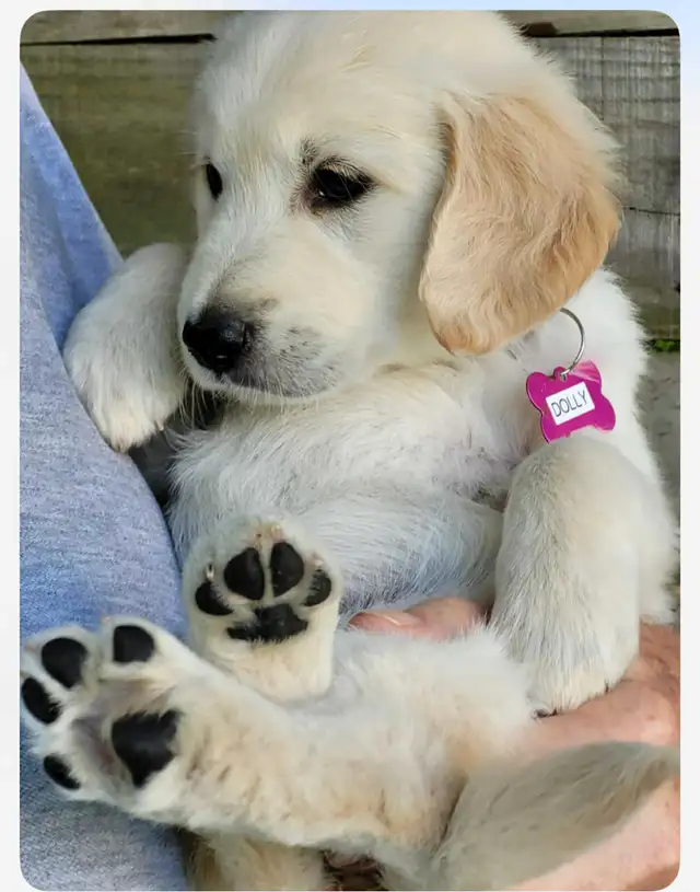 ALL PUPPIES NOW HAVE HOMES Golden Retriever Puppies  Yeee Hawww! in Dogs & Puppies for Rehoming in Kitchener / Waterloo - Image 11