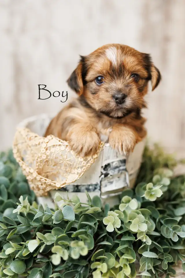 Two adorable shorkie puppies in Dogs & Puppies for Rehoming in Chatham-Kent - Image 3