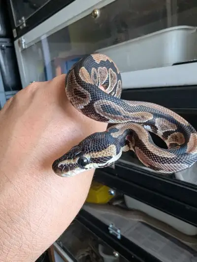cute baby ball python , View more