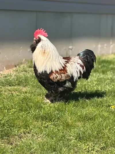 Looking for Salmon Faverolle rooster, View more