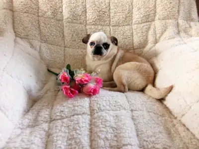 Beautiful Pug Puppies!!, View more