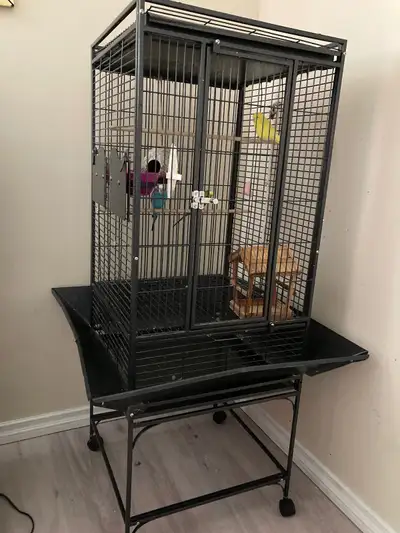 3 budgies, cage and bird seed, View more