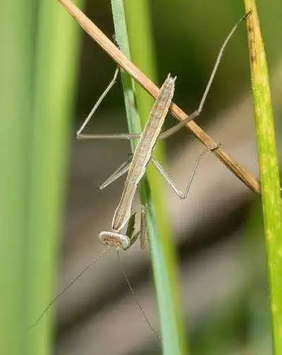 tenodera sinensis chinese mantis , View more