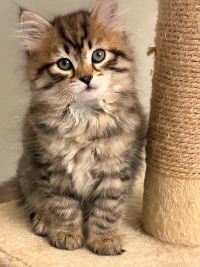 Pedigree Siberian Kittens Available