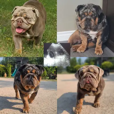 English Bulldog Puppies coming in September, View more