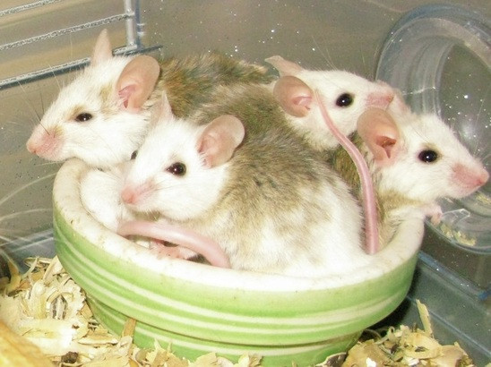 ASF Rats in Small Animals for Rehoming in Peterborough