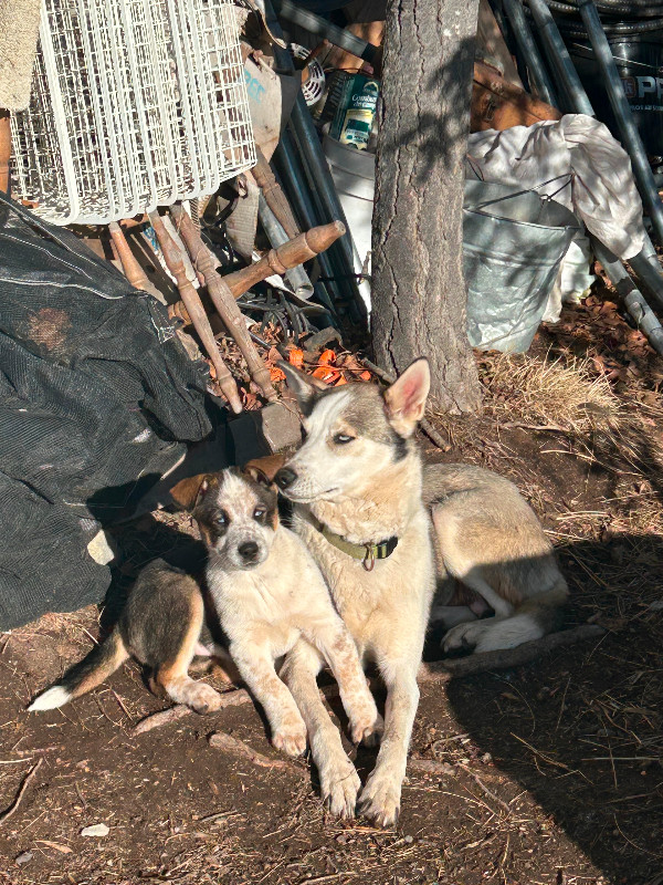 Beautiful Blue/Red Heeler and Alaska Sled Dog Puppies For Sale in Dogs & Puppies for Rehoming in Whitehorse - Image 2