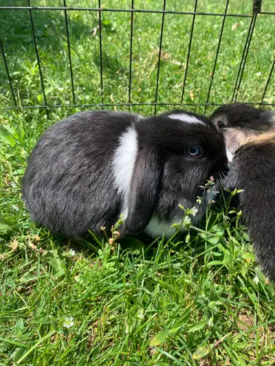 2 bébé lapin bélier hollandais/ bélier nain, View more