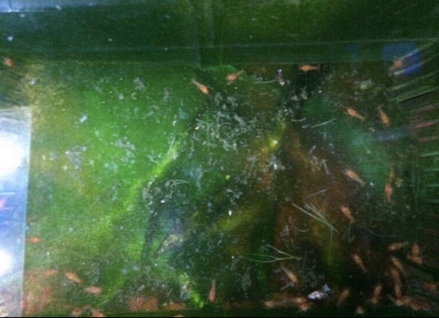 1.5 Month Old Neon Orange Crayfish For Sale in Other Pets for Rehoming in City of Toronto